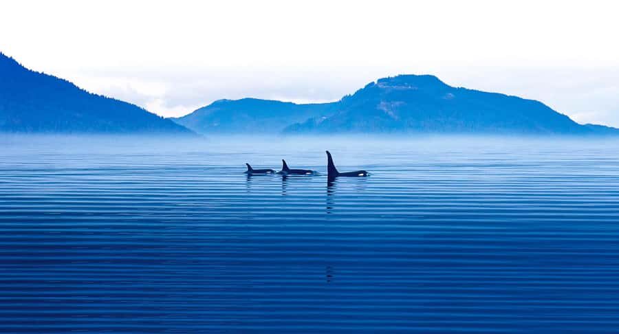 Victoria: Winter Wildlife Tour with Hot Drinks - Wildlife and Ecosystem Insights