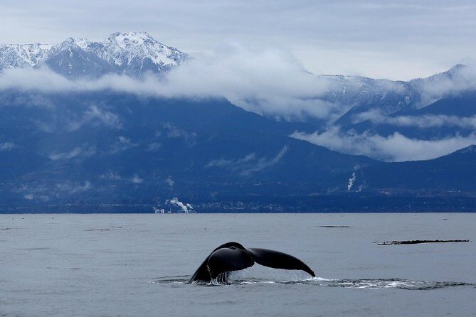 Victoria Zodiac Whale Watching Adventure - The Price and Its Value