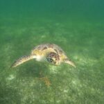 VIP Tulum & Turtles Private Tour - Why This Tour Stands Out
