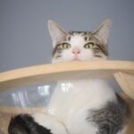 Visit the Rescued Cats of Cat Therapy - Frequently Asked Questions