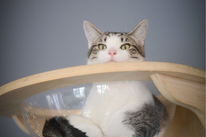 Visit the Rescued Cats of Cat Therapy - Frequently Asked Questions