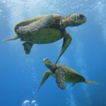 Waikiki: AM Paradise Honu Snorkeling - Detailed Review of the Snorkeling Experience