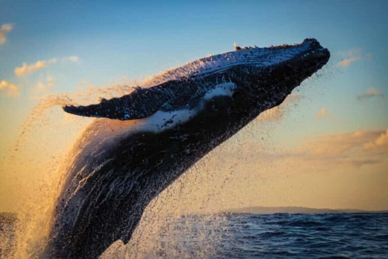 Waikiki: Sunset Whale Watching with 2 Drinks (BYOB-Friendly) - Who Is This Tour Best For?