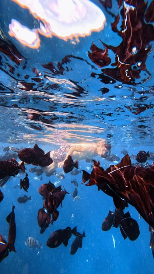 Waikiki: Turtle Canyon Snorkel Tour with Small Group - The Real-World Pros and Cons