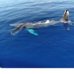 Waikiki Whale Watching - When to Book and What to Expect