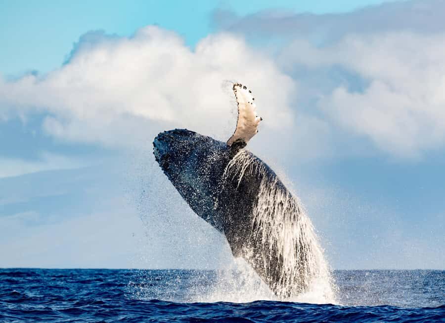 Waikiki: Whale Watching Tour - The Value of the Tour