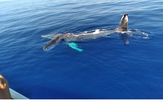 Waikiki Whale Watching - When to Book and What to Expect