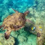 Wailea Beach: Snorkeling for Non-Swimmers Guided Tour - The Itinerary: What to Expect