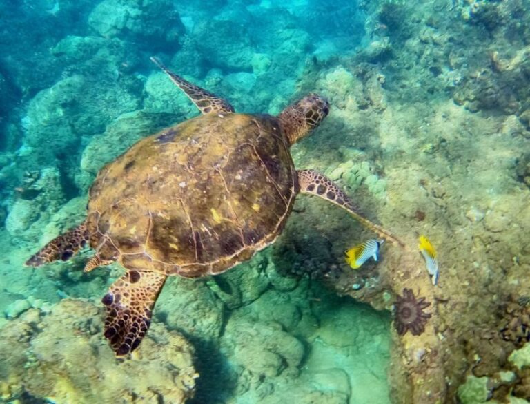 Wailea Beach: Snorkeling for Non-Swimmers Guided Tour - The Itinerary: What to Expect