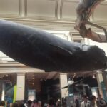 Washington D.C. Natural History Museum Family Scavenger Hunt - Practical Details and What to Expect