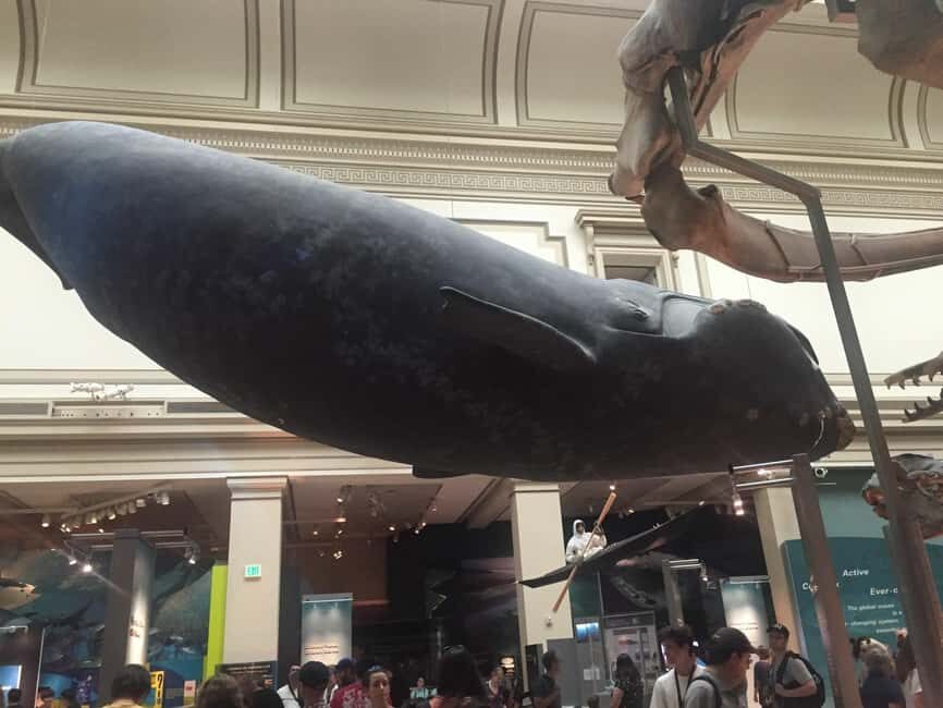 Washington D.C. Natural History Museum Family Scavenger Hunt - Practical Details and What to Expect