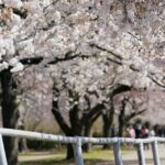 Washington DC Monument's Cherry Blossom Guided E-Cart Tour - Practical Considerations