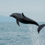 Watch and Swim with Dolphins in the Wild - Pricing and Value