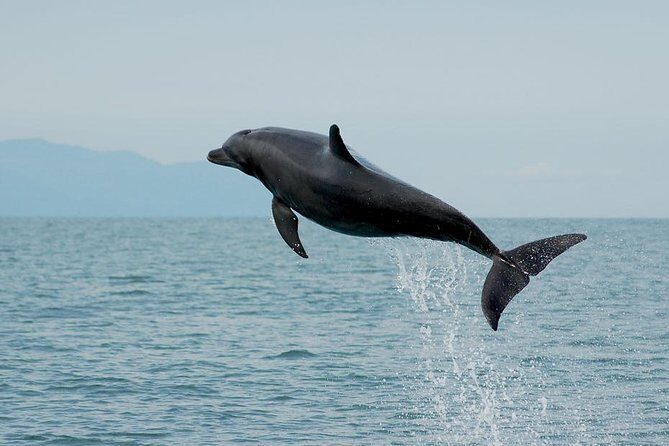 Watch and Swim with Dolphins in the Wild - Pricing and Value