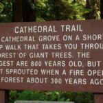 Waterfalls, Coombs and Cathedral Grove Rainforest Tour - Analyzing the Cost and Overall Value