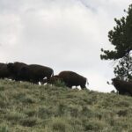 Waterpocket Fold and Henry Mountains Bison Offroad Safari - The Itinerary Breakdown: What to Expect