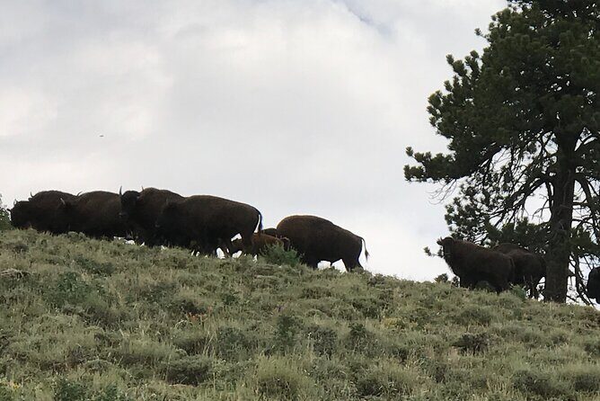 Waterpocket Fold and Henry Mountains Bison Offroad Safari - The Itinerary Breakdown: What to Expect