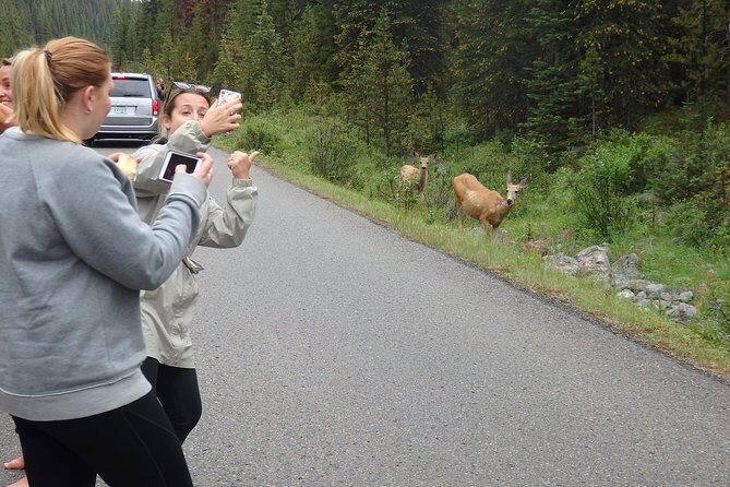 Welcome To Camping At Algonquin Park (2 Day) - The Sum Up