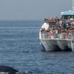 West Harbor LA Whale and Dolphin Watching Cruise - Who Should Consider This Tour?