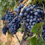 West Kelowna Half-Day Guided Wine Tour With 4 Wineries - Transport, Duration, and Group Size