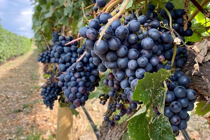 West Kelowna Half-Day Guided Wine Tour With 4 Wineries - Transport, Duration, and Group Size