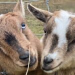 West Kelowna Half Day Wine Tour- Incl. Tasting Fees & Guide Grat! - The Itinerary: What You’ll Visit and Why It Matters