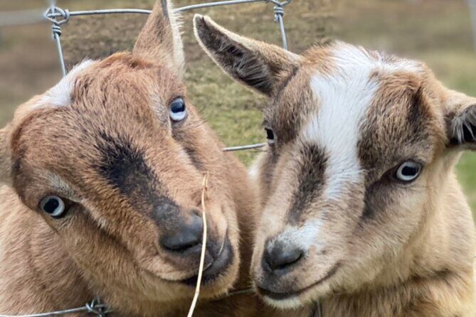 West Kelowna Half Day Wine Tour- Incl. Tasting Fees & Guide Grat! - The Itinerary: What You’ll Visit and Why It Matters