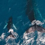Whale and Dive Combo Tour in Los Cabos - The Value of This Tour