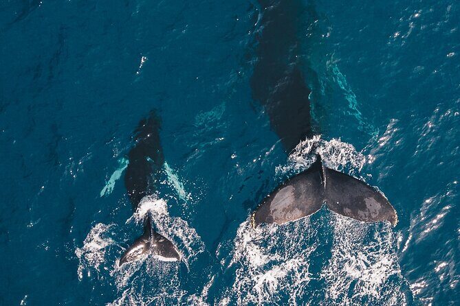 Whale and Dive Combo Tour in Los Cabos - The Value of This Tour