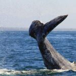 Whale & Dolphin Watching Cruise in Puerto Vallarta All Inclusive - How the Tour is Structured