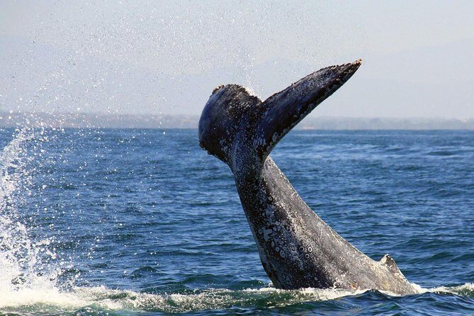 Whale & Dolphin Watching Cruise in Puerto Vallarta All Inclusive - How the Tour is Structured