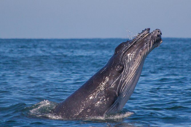 Whale Encounter Puerto Vallarta - What the Reviews Say: Authentic Experiences