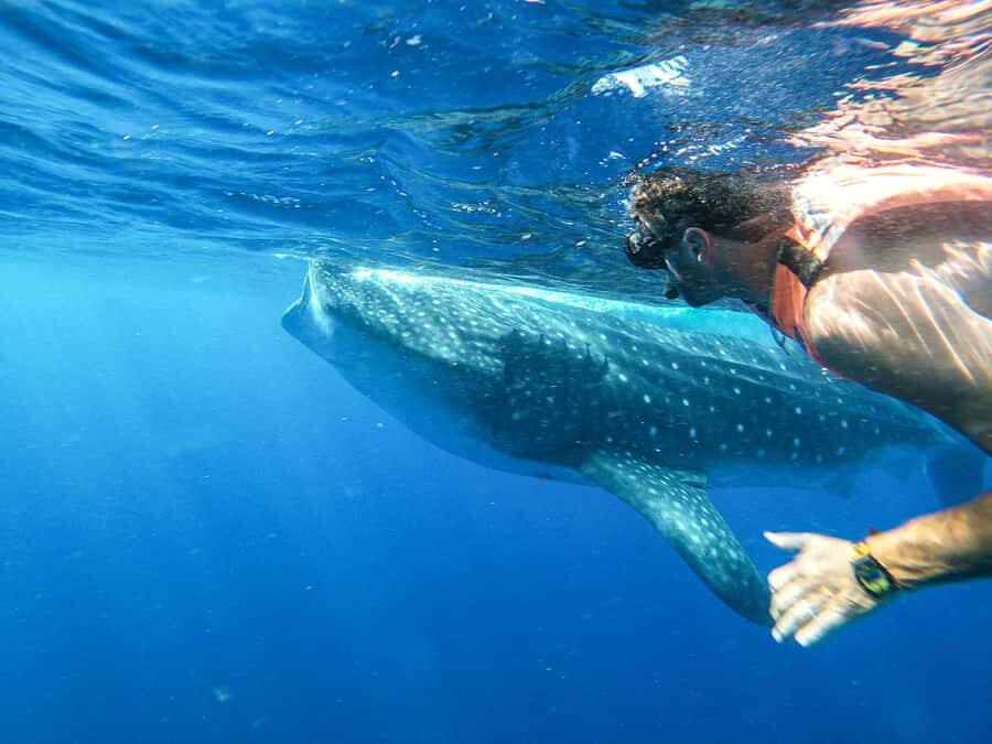 Whale Shark Adventure from Cancun and Mayan Riviera - The Itinerary Breakdown