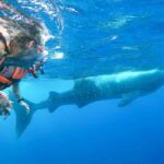 Whale Shark Adventure from Isla Mujeres - The Itinerary in Detail