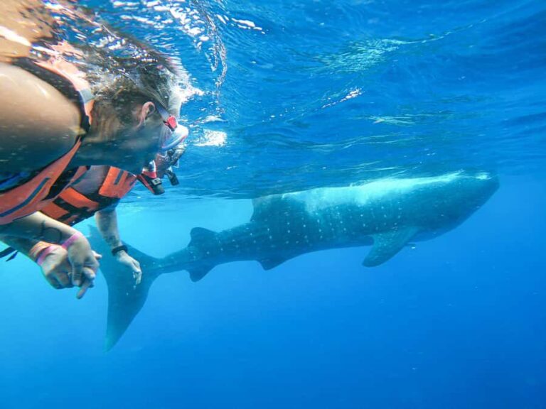 Whale Shark Adventure from Isla Mujeres - The Itinerary in Detail