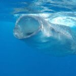 Whale Shark Adventure in Isla Mujeres and Cancun - The Value of This Experience