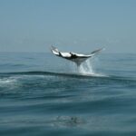 Whale Shark and Snorkeling Adventure from Isla Holbox - The Experience: Details and Practicalities