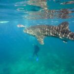 Whale Shark Encounter Experience in Cancun (Snack Lunch included) - The Real Experience: What Travelers Say