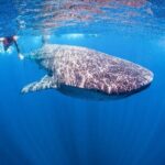 Whale shark Experience in the Caribbean Sea from Playa del Carmen - How the Cost Adds Up: Value and Considerations