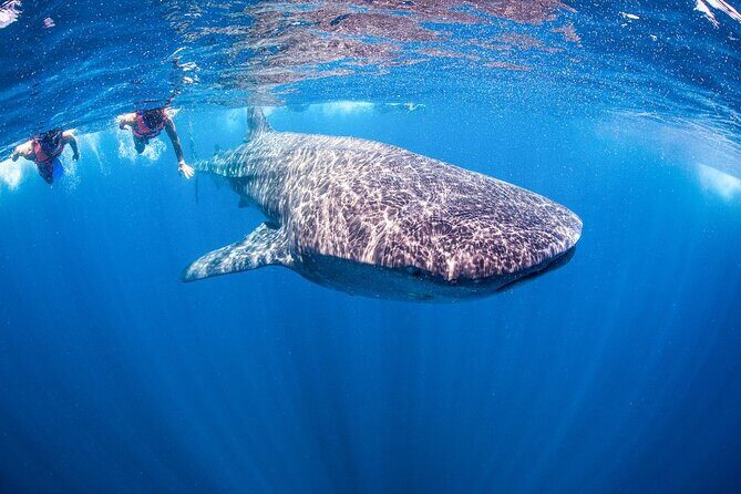 Whale shark Experience in the Caribbean Sea from Playa del Carmen - How the Cost Adds Up: Value and Considerations