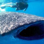 Whale Shark Experience Lifetime Memory in Cancun (snack included) - Practical Details That Make a Difference