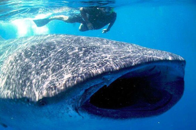 Whale Shark Experience Lifetime Memory in Cancun (snack included) - Practical Details That Make a Difference