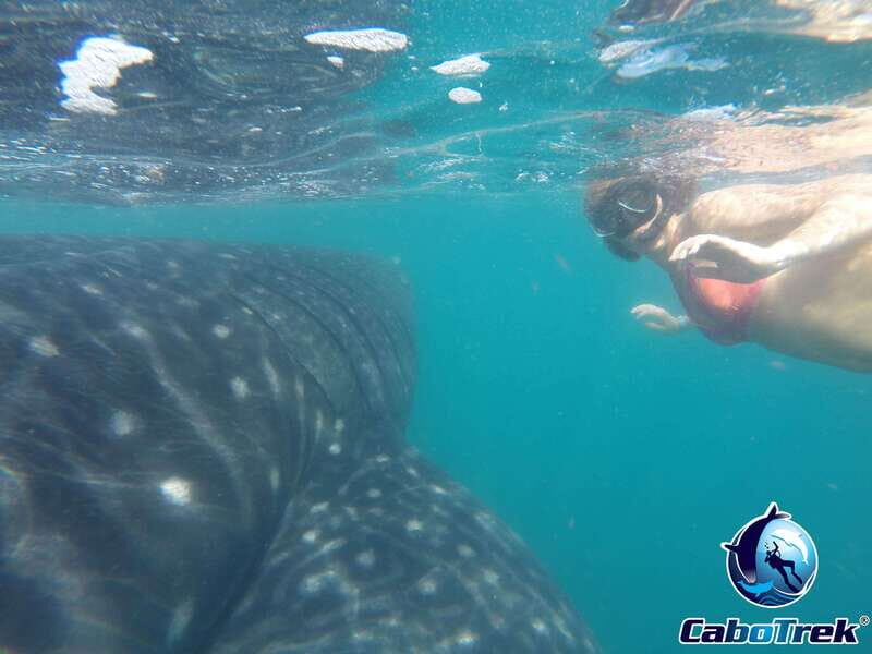 Whale Shark Experience - The Value of This Experience