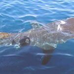 Whale Shark Group Adventure from Isla Holbox - What’s Included and What to Keep in Mind
