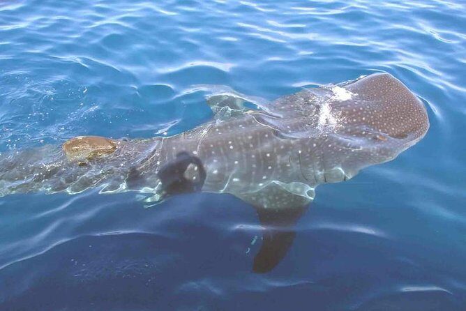 Whale Shark Group Adventure from Isla Holbox - What’s Included and What to Keep in Mind