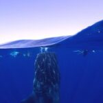 Whale Shark & Manta Ray Snorkel -(May-Sept) Only 10pp per Boat - Who Should Consider This Tour?