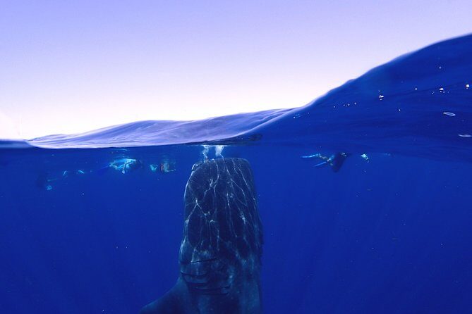 Whale Shark & Manta Ray Snorkel -(May-Sept) Only 10pp per Boat - Who Should Consider This Tour?