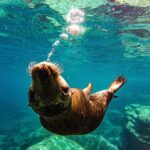 Whale Shark & Sea Lion Snorkeling Picnic at Espiritu Santo Island - Pricing and Overall Value