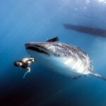Whale Shark Snorkel Experience in Cancun (Snack Lunch included) - FAQ
