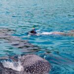 Whale Shark Snorkel Tour in Cancun (Snack Lunch included) - The Experience of Sharing Water with Whale Sharks